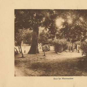 sous les arbres du parc